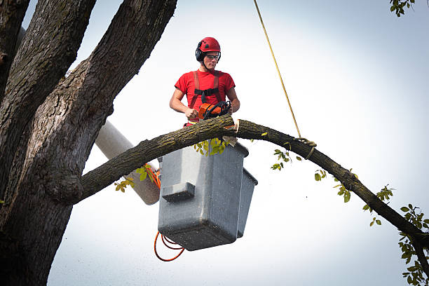 Best Tree Disease Treatment  in Poway, CA